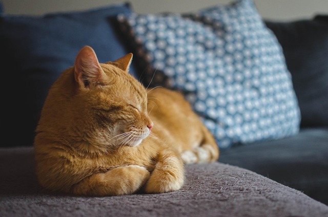 chat relax